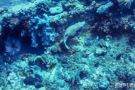 Indonesia Bali Tulamben USAT Liberty Wreck Scuba Diving Boxfish Backpacker Backpacking Travel