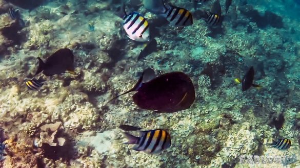 Indonesia Gili Meno Snorkel Backpacker Backpacking Travel