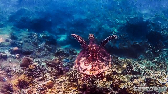 Indonesia Gili Trawangan Scuba Dive Turtle Backpacker Backpacking Travel
