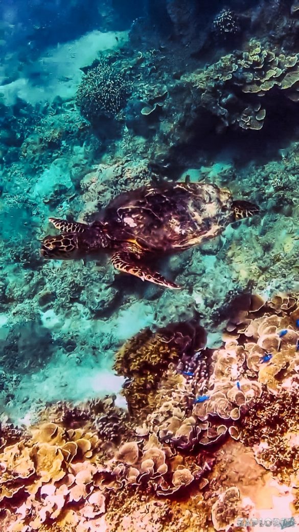Indonesia Gili Trawangan Scuba Diving Turtle Backpacker Backpacking Travel