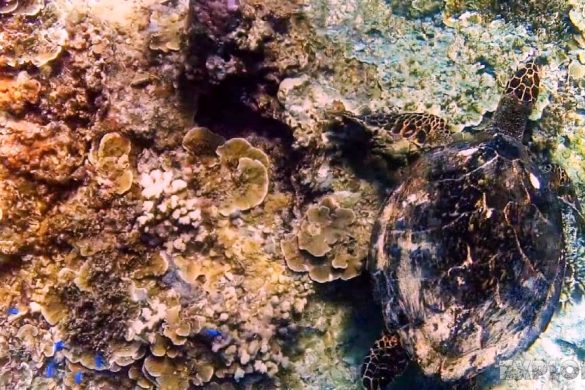 Indonesia Gili Trawangan Scuba Diving Turtle Backpacker Backpacking Travel