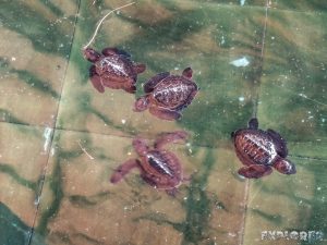 Indonesia Gili Trawangan Turtle Conservation Backpacker Backpacking Travel