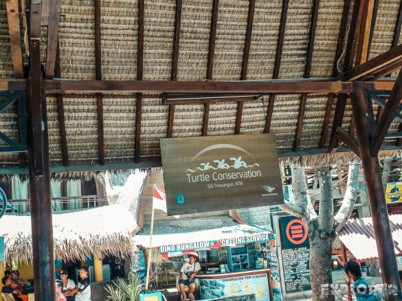 Indonesia Gili Trawangan Turtle Conservation Backpacker Backpacking Travel
