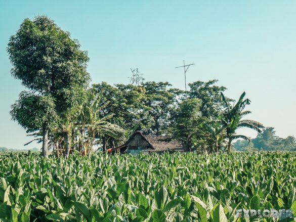 Route Indonesia Bali Java Bus Backpacker Backpacking Travel 3