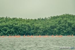 cuba cienfuegos laguna guanaroca flamingo backpacker backpacking travel 2