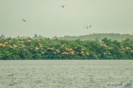 cuba cienfuegos laguna guanaroca flamingo backpacker backpacking travel