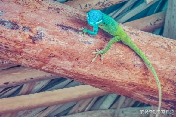cuba santa clara anole gecko backpacker backpacking travel