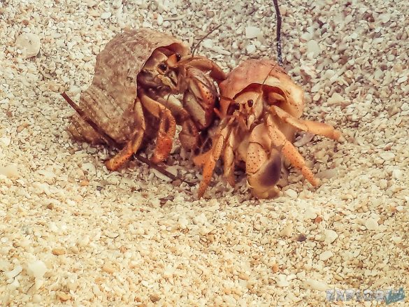 cuba trinidad playa ancon beach crabs backpacker backpacking travel