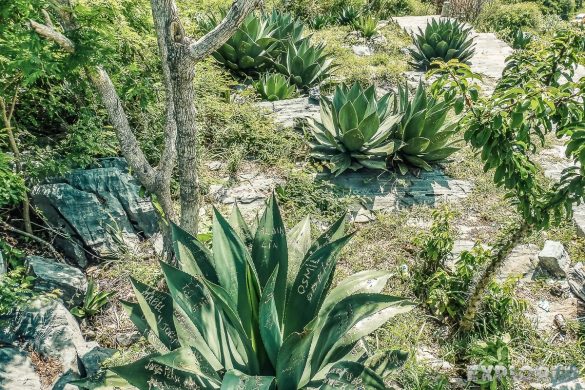 cuba trinidad topes de collantes agave backpacker backpacking travel