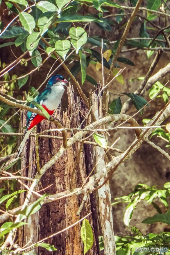 cuba vinales cuban trogon national bird backpacker backpacking travel