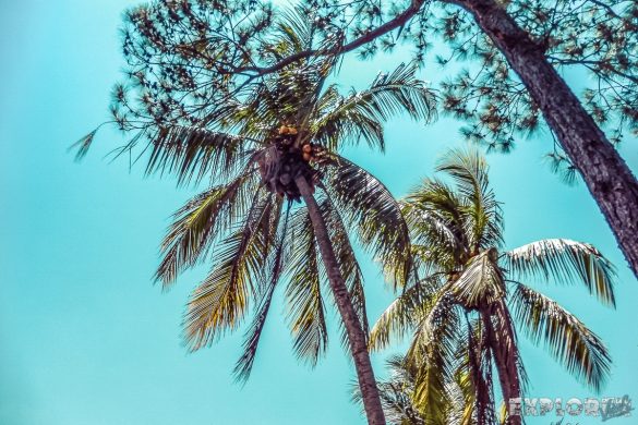 cuba vinales palm trees backpacker backpacking travel