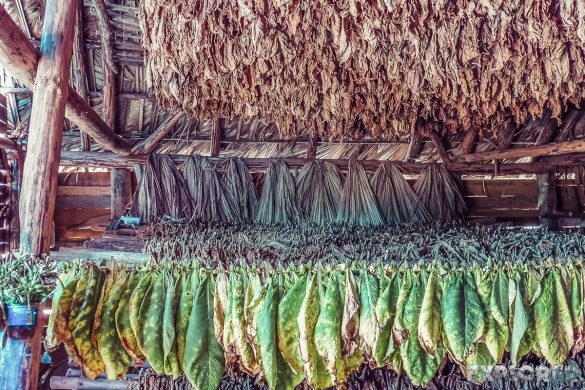 cuba vinales tobacco backpacker backpacking travel