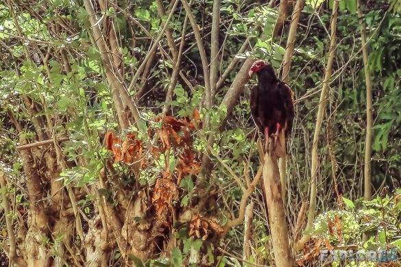 cuba vinales vulture backpacker backpacking travel