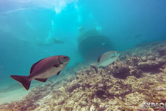 cuba varadero beach scuba dive caribe wreck backpacker backpacking travel
