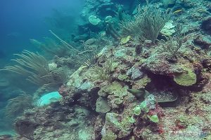 Belize Caye Caulker Scuba Diving Moray Eel Backpacker Backpacking Travel 3