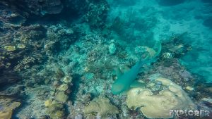 Belize Caye Caulker Scuba Diving Nurseshark Backpacker Backpacking Travel 6