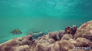 Belize Caye Caulker Snorkeling Coral Reef Backpacker Backpacking Travel