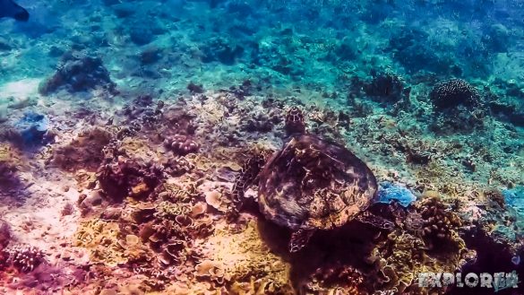 Indonesia Gili Meno Snorkel Backpacker Backpacking Travel 2