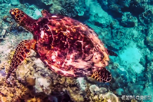 Indonesia Gili Meno Snorkel Backpacker Backpacking Travel 3