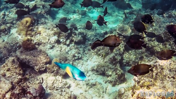 Indonesia Gili Meno Snorkel Backpacker Backpacking Travel