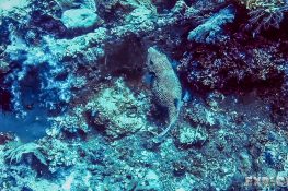 Indonesia Gili Trawangan Scuba Dive Boxfish Backpacker Backpacking Travel