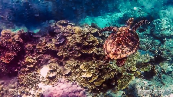 Indonesia Gili Trawangan Scuba Dive Turtle Backpacker Backpacking Travel 3