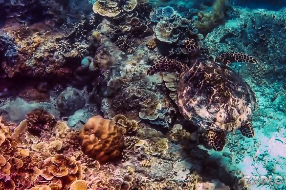 Indonesia Gili Trawangan Scuba Dive Turtle Backpacker Backpacking Travel