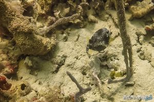 Panama Bocas Del Toro Scuba Diving Divespot Casa Verde Boxfish Backpacking Backpacker Travel