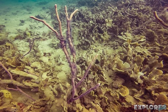Panama Bocas Del Toro Scuba Diving Divespot Casa Verde Brittlestar Backpacking Backpacker Travel