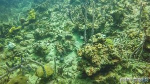 Panama Bocas Del Toro Scuba Diving Divespot Casa Verde Butterfly Fish Backpacking Backpacker Travel