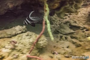 Panama Bocas Del Toro Scuba Diving Divespot Casa Verde Drumfish Backpacking Backpacker Travel