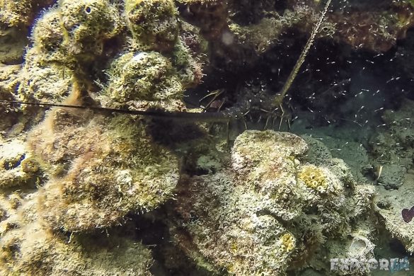 Panama Bocas Del Toro Scuba Diving Divespot Casa Verde Langusta Backpacking Backpacker Travel