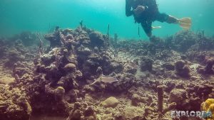 Panama Bocas Del Toro Scuba Diving Divespot Casa Verde Squid Backpacking Backpacker Travel 2