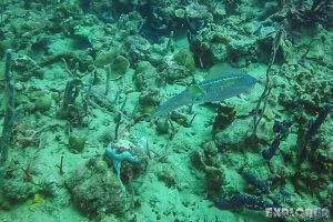 Panama Bocas Del Toro Scuba Diving Divespot Casa Verde Squid Backpacking Backpacker Travel