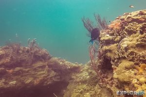 Panama Bocas Del Toro Scuba Diving Divespot Hospital Point Surgeon Fish Backpacking Backpacker Travel