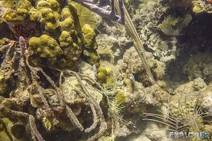 Panama Bocas Del Toro Scuba Diving Divespot Hospital Point Trumpetfish Backpacking Backpacker Travel