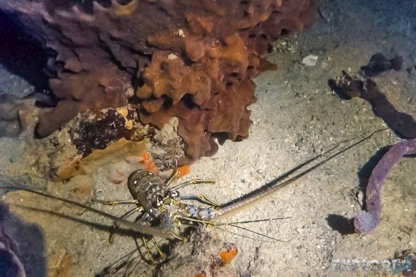 Panama Bocas Del Toro Scuba Nightdive Langusta Divesite Lunchbox Backpacking Backpacker Travel 2