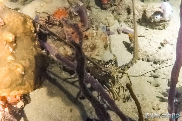 Panama Bocas Del Toro Scuba Nightdive Langusta Divesite Lunchbox Backpacking Backpacker Travel