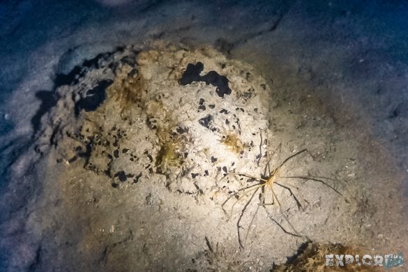 Panama Bocas Del Toro Scuba Nightdive Spidercrab Divesite Lunchbox Backpacking Backpacker Travel