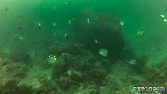 Panama Isla Coiba Butterfly Fish Backpacking Backpacker Travel
