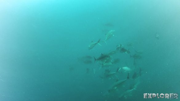 Panama Isla Coiba Fish Backpacking Backpacker Travel