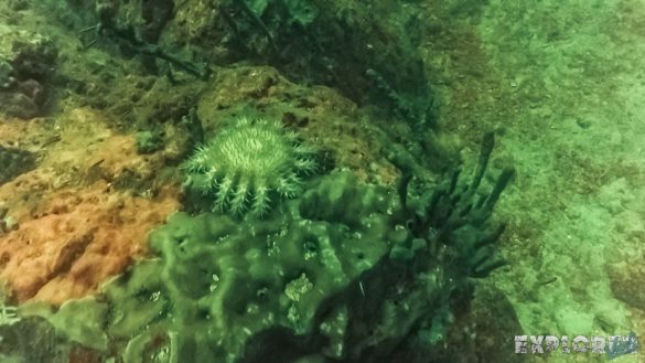 Panama Isla Coiba Scuba Diving Backpacking Backpacker Travel
