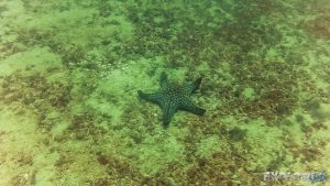 Panama Isla Coiba Starfish Backpacking Backpacker Travel