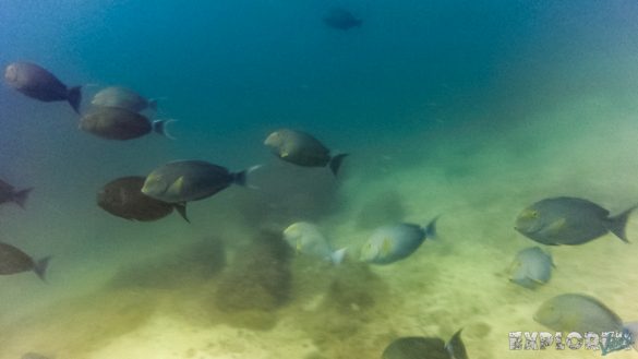 Panama Isla Coiba Surgeon Fish Backpacking Backpacker Travel