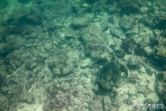 Panama Isla Coiba Turtle Backpacking Backpacker Travel 2