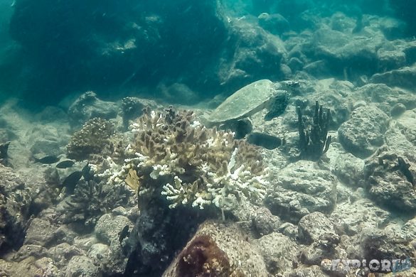 Panama Isla Coiba Turtle Backpacking Backpacker Travel