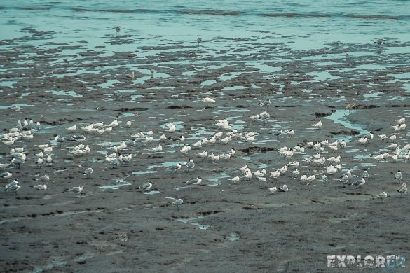 Panama Viejo Birds Backpacking Backpacker Travel