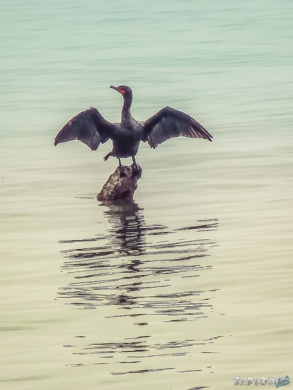 cuba trinidad playa ancon bird backpacker backpacking travel