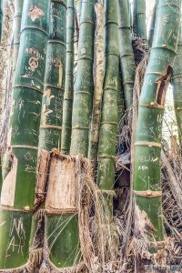 cuba trinidad topes de collantes bamboo backpacker backpacking travel
