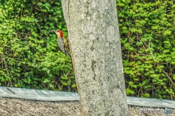 cuba vinales woodpecker backpacker backpacking travel